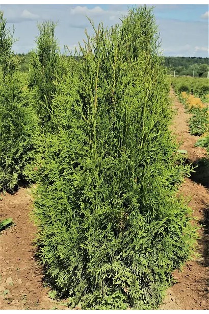 Туя західна Веймар|Thuja occidentalis ’Weimar’|Туя западная Веймар